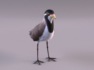 banded lapwing vanellus tricolor Model 3D