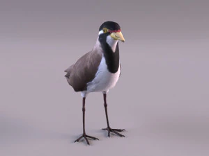 banded lapwing vanellus tricolor 3D Model