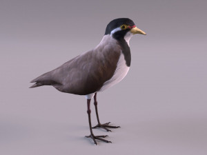 banded lapwing vanellus tricolor Model 3D