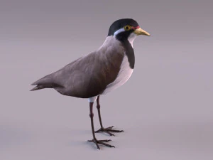 banded lapwing vanellus tricolor 3D Model