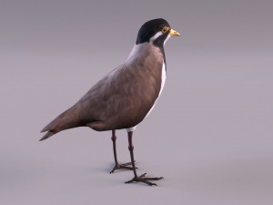 banded lapwing vanellus tricolor Model 3D