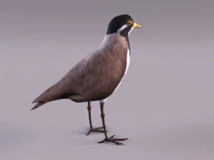 banded lapwing vanellus tricolor 3D Model