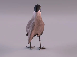 banded lapwing vanellus tricolor 3D Model