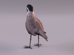 banded lapwing vanellus tricolor Model 3D
