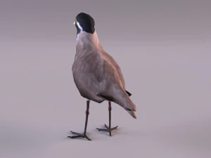 banded lapwing vanellus tricolor 3D Model