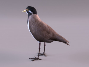 banded lapwing vanellus tricolor Model 3D