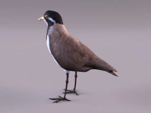 banded lapwing vanellus tricolor 3D Model