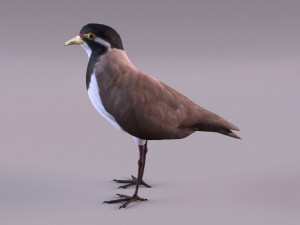 banded lapwing vanellus tricolor Model 3D