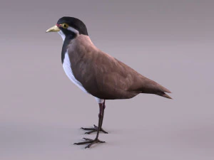 banded lapwing vanellus tricolor 3D Model