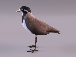 banded lapwing vanellus tricolor Model 3D
