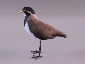 banded lapwing vanellus tricolor 3D Model