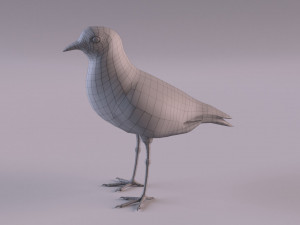 banded lapwing vanellus tricolor Model 3D