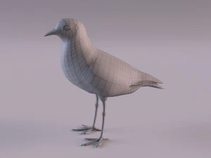 banded lapwing vanellus tricolor 3D Model