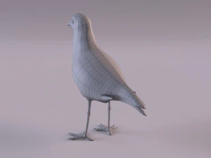 banded lapwing vanellus tricolor 3D Model