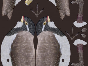 banded lapwing vanellus tricolor Model 3D