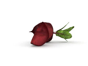 beetroot 3D Model
