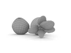 beetroot 3D-Modell