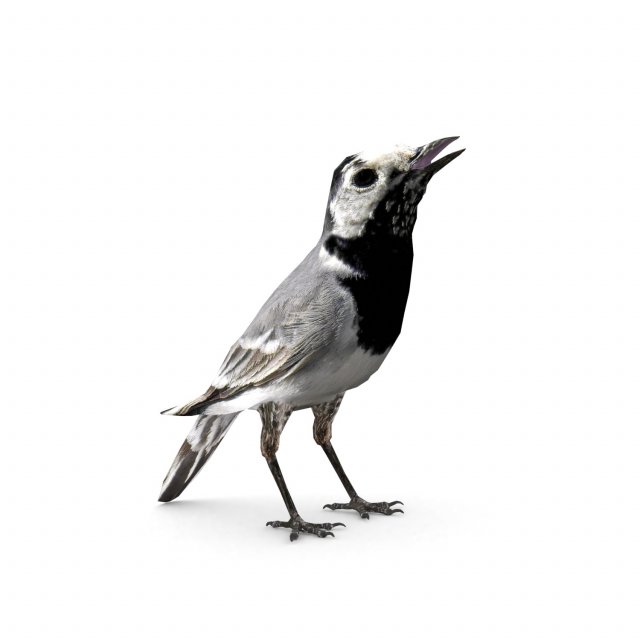 white wagtail 3D Model .c4d .max .obj .3ds .fbx .stl .blend 