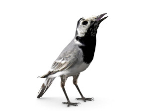 white wagtail 3D Model