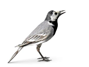 белая трясогузка 3D Модель