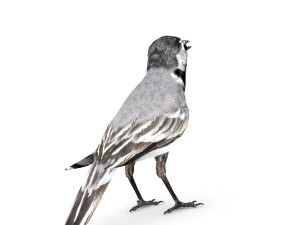 white wagtail 3D Model