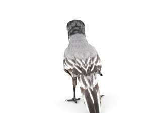 white wagtail 3D Model