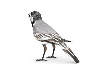 белая трясогузка 3D Модель