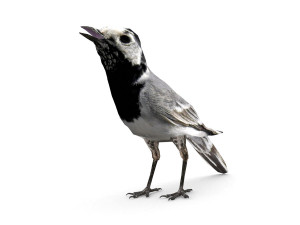 white wagtail 3D Model