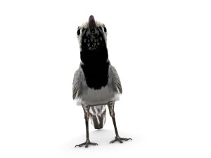 white wagtail 3D Model