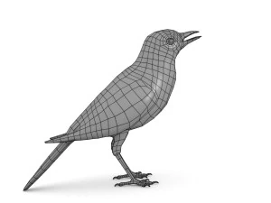 белая трясогузка 3D Модель