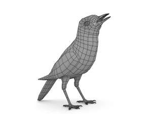 белая трясогузка 3D Модель