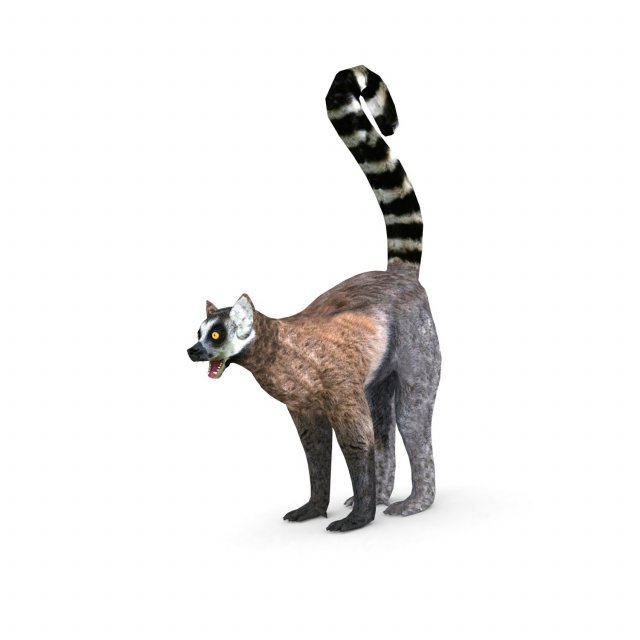 lemur 3D Model .c4d .max .obj .3ds .fbx .stl .blend 