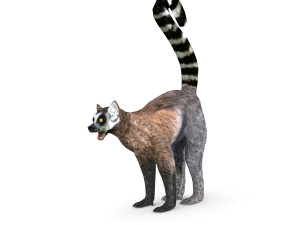 lemur 3D Model