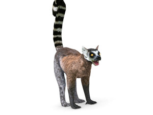 lemur 3D Model