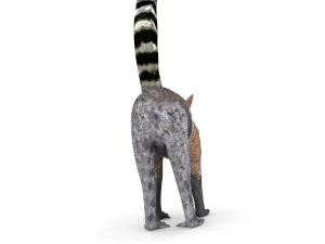 l&ecirc;mure Modelo 3D