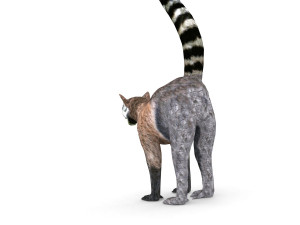 lemur 3D Model