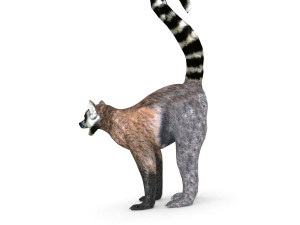 lemur 3D Model