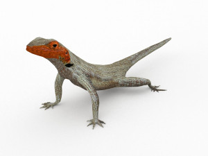 lava lizard 3D Model
