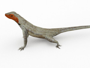 lava lizard 3D Model