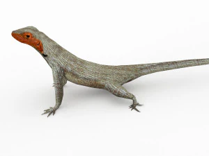 lava lizard 3D Model