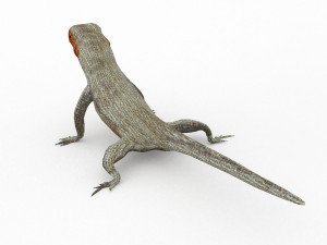 lava lizard 3D Model