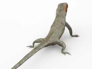 lava lizard 3D Model