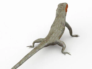 lava lizard 3D Model