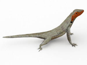 lava lizard 3D Model