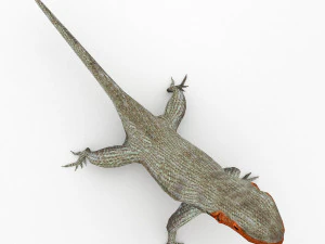 lava lizard 3D Model