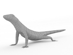 lava lizard 3D Model