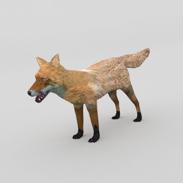 red fox Modelo 3D .c4d .max .obj .3ds .fbx .stl .blend 