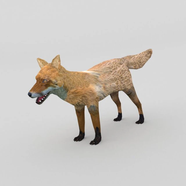 アカギツネ 3Dモデル .c4d .max .obj .3ds .fbx .stl .blend 