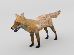 red fox 3D Model