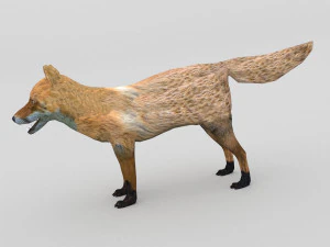 アカギツネ 3Dモデル